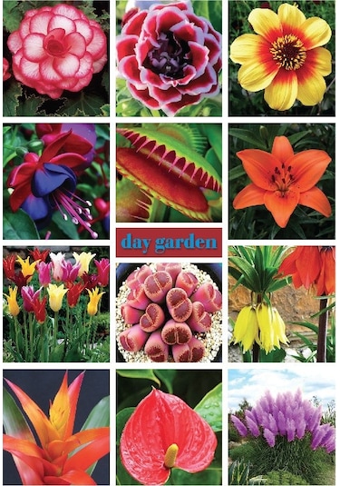 25 Adet 10 Farklı Renk Zambak Tohumu + 10 Adet Süs Yoncası N113092