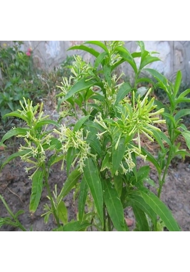 Gece Sefası Limon Çiçeği Melisa 10-20 Cm