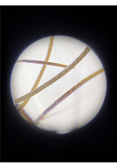 Carson Mp-250 Microflip 100x-250x Led Uv Cep Mikroskobu + 24 Adet Slayt Set