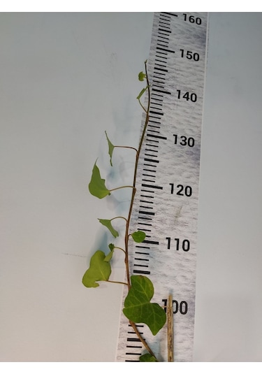 Duvar Sarmaşığı Hedera Helix 80-100 Cm