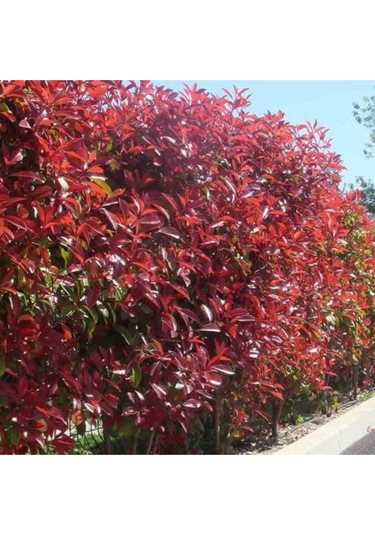 Tüplü Alev Çalısı Photinia Red Robin 30 40 Cm