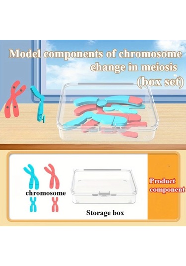 Willowhaven Mayoz Kromozom Modeli Manyetik Yavaşlatma Eğitim Seti Kırmızı Mavi