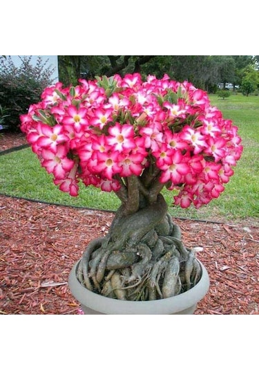 5.5 Luk Saksıda Adenium Çöl Gülü Çiçeği Fidanı 1