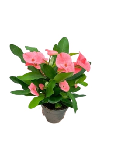 İlkadım Botanik 2 Adet Dikenler Tacı Eforbia Mili Euphorbia Milii Pembe Renk