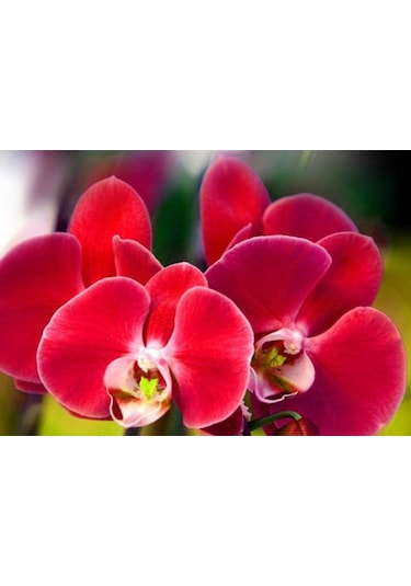 100 Adet Orkide Tohumu + 10 Adet Hollanda Gülü Tohumu N117041