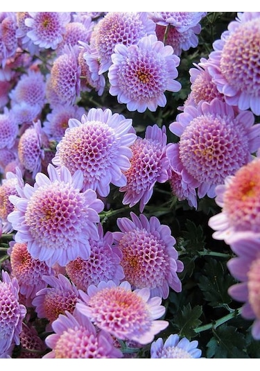 2 Adet Pembe Renkli Katlı Dahlia Çiçeği Soğanı
