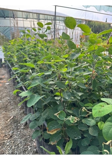 3 Yaş Tüplü Saskatoon Berry Northline 80-100 Cm