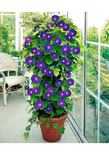 10+ Sabah Sefası GRandpa Ott Sarmaşık Tohumu N11803