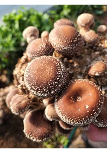 100 Gram Şitake Schiitake Mantar Tohumu 1 Adet