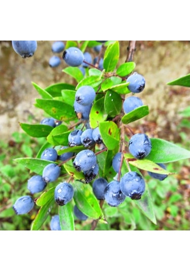 Hambeles Murt Beyaz+siyah 2 Adet