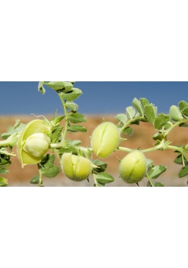 Eko Paket Nohut Tohumu Yeni Mahsül Geleneksel Nohut Tohumu 150 Adet Tohum