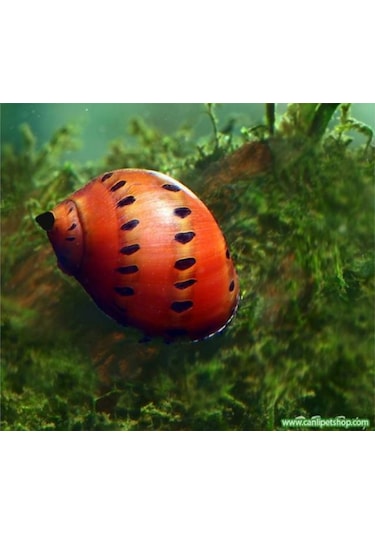 Benekli Nerite Salyangoz 1 Adet
