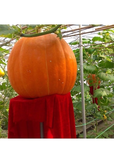 Dev Amerikan Balkabağı Tohumu