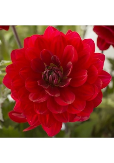 10 Adet Kırmızı Dahlia Yıldız Çiçeği Tohumu + 10 Adet Hediye Karışık Renk Gül Çiçek Tohumu