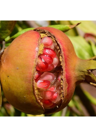 Aysenin Nar Çekirdeği Yağı / Pomegranade Seed Oil 50 ML.