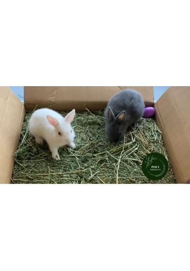 Poly Kemirgen Doğal Kuru Yonca Kemirgen Otu-tavşan-ginepig-hamster 500 Gr