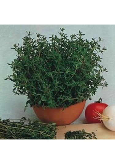 100+ Organik Kışa Dayanıklı Kekik Tohumu N111925