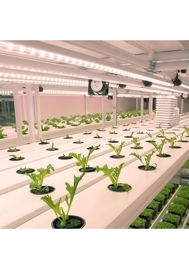 Suofeng Bitkisel Büyüme Led Işığı: Kırmızı Islak Işık, 4 Aydınlatma Seviyesi, 24 Saatli Akıllı Zamanlama 3/9/12s , Usb Plug & Play, Kolay Kurulum 50cm, 2 Şerit Gösterildiği Gibi