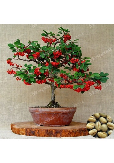 Nadir Ithal Kahve Bonzai Ağacı Tohumu 3 Tohum Bonsai Tohumu