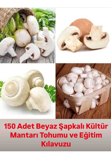 150 Adet Beyaz Şapkalı Kültür Mantarı Tohumu Ve Eğitim Kılavuzu 1 adet