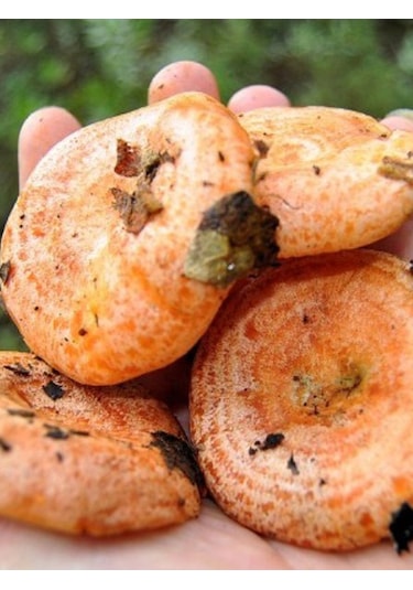 Kanlıca Mantarı Çintar Çam Melki Mantar Tohumu 100gr