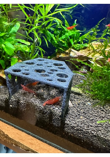 Karides Mağarası Gri Renkli Karidesler Için Delikli Saklanma A