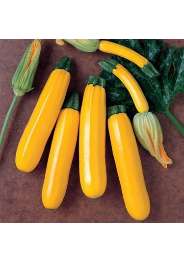 Sarı Kabak Tohumu