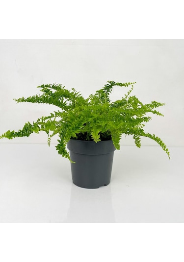 Love Stairs Seedling Aşk Merdiveni Fidanı Fujer Nephrolepis 10-20 Cm