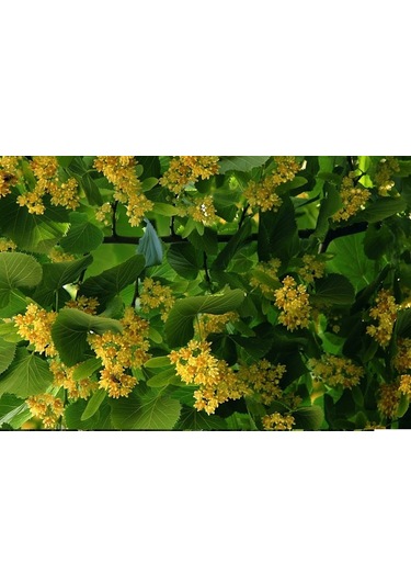 Fidan Ihlamur Fidanı 60 - 80 Cm Boy 1adet