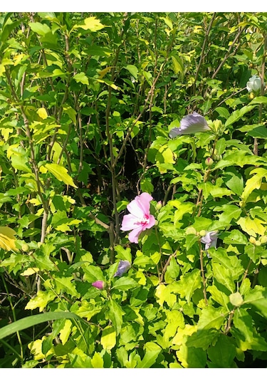 Yeşil Deniz Fidancılık Hatmi Fidanı 50-100 Cm
