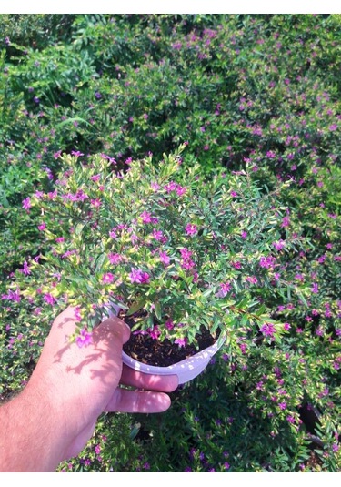 Mezar - Kabir Bitki Seti - 20 Adet Cennet Çiçeği Kufeya