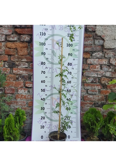 Jasminum Polyanthum - Hoş Kokulu Ve Gösterişli Çiçekli Bitki Şam Yasemini Değil