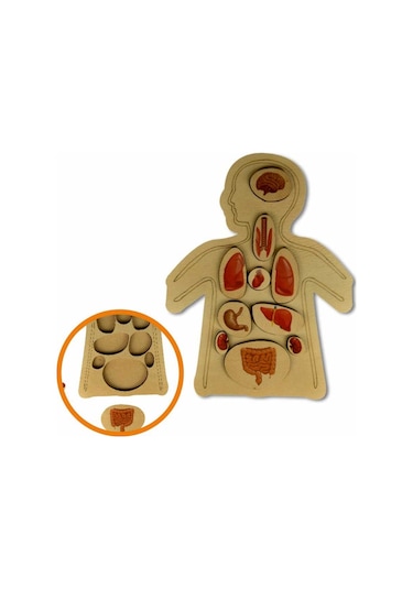 Ankebut Renkli Organlar Yapboz Puzzle 30756