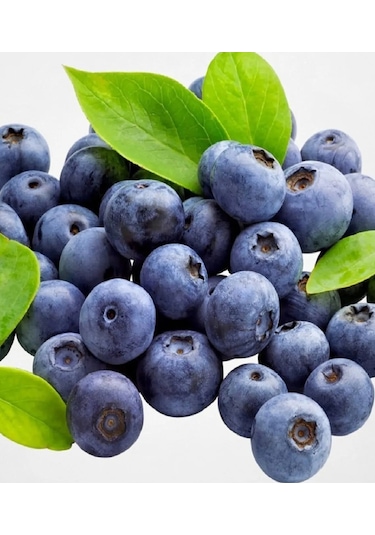 Tüplü Yaban Mersini Blue Berry Fidanı