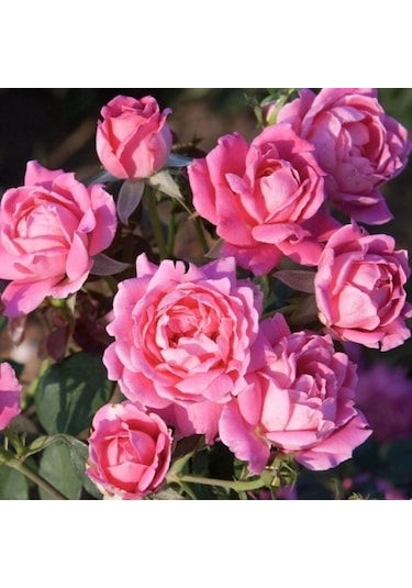 Tüplü Yediveren Katmerli Soğuklara Dayanıklı Gül Fidanı