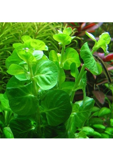 Kolay Akvaryum Bitkisi Paketi Canlı Bitki 30 Dal