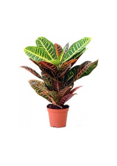 Ithal Croton Petra Kroton 17 Cm Saksıda 60 Cm Ev Bitkisi Ofis Bitki