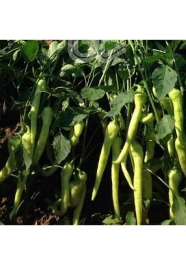 Geleneksel Çok Verimli Çarliston Yalova 341 Biber Tohumu 10 GR