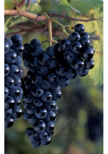 Doğaşık Siyah Merlott Üzümü Fidanı 1-2 Yaş Arası Tüplü