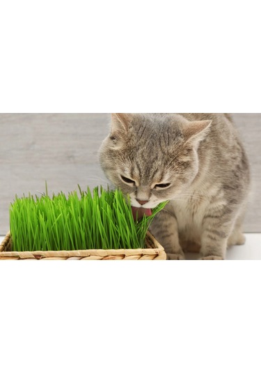 Doğal Kedi Çimi, Buğday Tohumu, 1 Kg