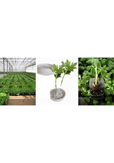 Kullanıma Hazır Toz Fidan Köklendirme Hormon 50 G