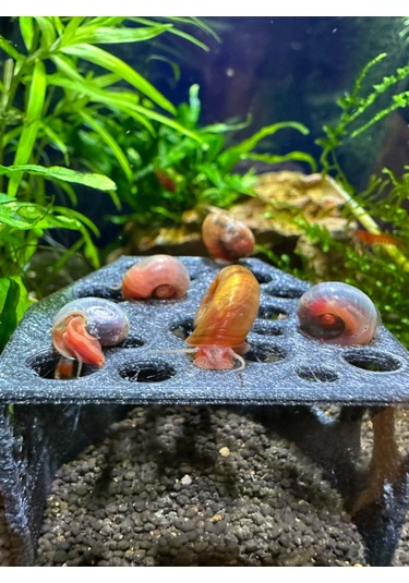 Karides Mağarası Gri Renkli Karidesler Için Delikli Saklanma A