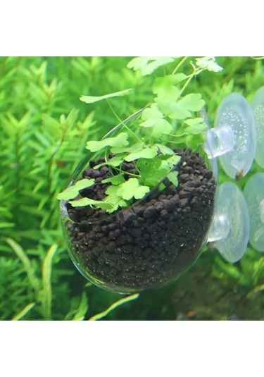 Kangvka Akvaryum Cam Bitki Suluk, Sürekli Hava Akışı Ve Işık Alımı Sağlar, Su Bitkileri İçin Transparan Desen, Süper Emici Çene İle Sabitlenir