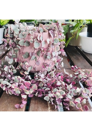 Sarılıcı Tırmanıcı Ceropegia Woodii Kalp Kalbe Karşı Sukulent Yumrusu 2 Adet