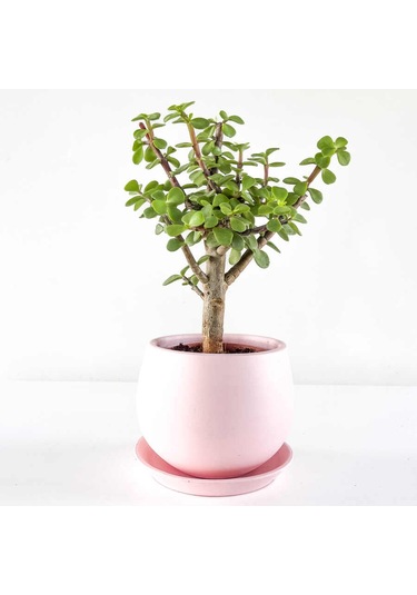 Para Çiçeği Fidanı Sukulent 10-20 Cm