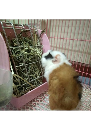 Pazly Deney Hayvanı Kobay Tavşan Ot Yemliği Bahar Ot Rafı Totoro Evcil Hayvan Malzemeleri Hollanda Domuzu Kafes Aksesuarı