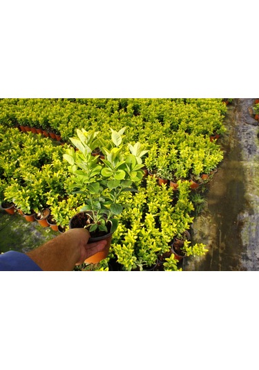 Mezar - Kabir Sarı Bitki Seti - 20 Adet Gold Taflan 20-30 Cm