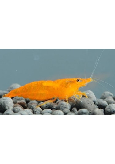 Turuncu Sakura Karides 5 Adet 1-2 Cm