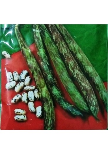 50 Adet Tohum Organik Taze Hasat Hobi Bahçe Niğde Yayla Çilli Kız Fasulyesi Fasülye Tohumu Saksı Top