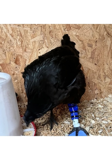 Brightnova Siyah Tavuk Veya Ördek Bütün But Ve Ayak Splinti